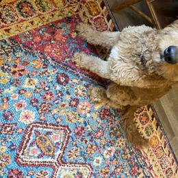 Ruby - Goldendoodle