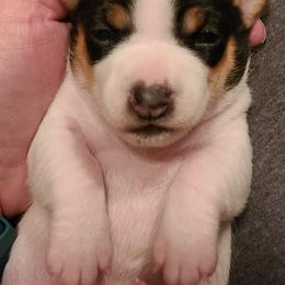 Teddy Roosevelt Terrier Puppies from Travelin' Man Terriers