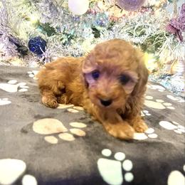 Autumn - Red  female Poodle puppy in Hephzibah ( Richmond County ), Georgia from Healing Pawz LLC