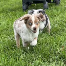 RMM - Red merle male Miniature Australian Shepherd puppy in Lexington, Nebraska from Osborne's Aussies