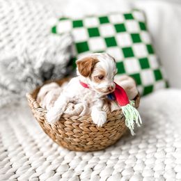 Blu - Parti male Goldendoodle puppy in Springville, Utah from Happy Doodle