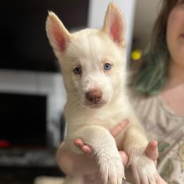 Boy 1 - White male Siberian Husky puppy in Laneville, Texas from ETX Huskies