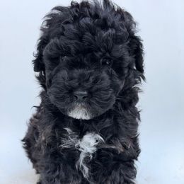 City Boy - Black and white male Aussiedoodle puppy in Campbell, California from Mini AussieDoodle Puppies