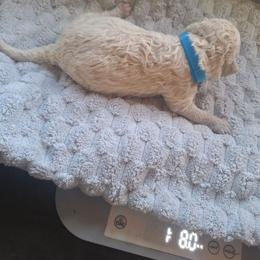 Skip - Apricot male Poodle puppy in Lookout, California from Rossiter Poodles