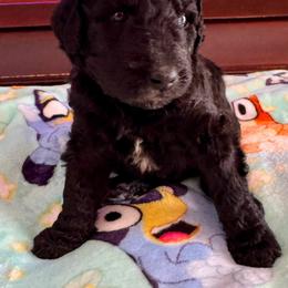 Poodle Puppies from Candace Yakes
