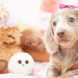 Chandon - Dapple female Dachshund puppy in Big Rapids, Michigan from 30 Acre Woods Dachshunds