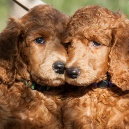 Poodles from Sawhorse Farm