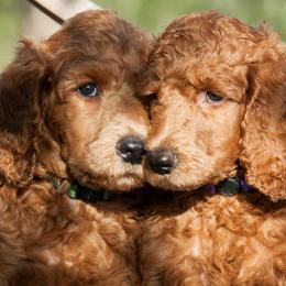Poodles from Sawhorse Farm
