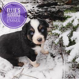 Emma - Red tri female Miniature Australian Shepherd puppy in Kettle Falls, Washington from Ellie's Miniature Australian Shepherds