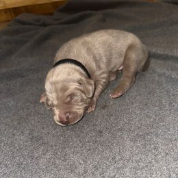 Boy 3 - Silver gray male Weimaraner puppy in Spartanburg, South Carolina from Palmetto State Weimaraners