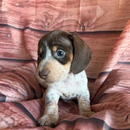 Paul - Piebald male Dachshund puppy in Chariton, Iowa from Mia Lucky Home