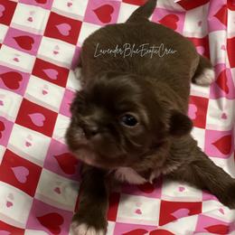 Basil - Liver female Shih Tzu puppy in Olive Branch, Mississippi from Lavender Blue Exotic Crew