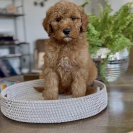 Boy 1 - Red  male Goldendoodle puppy in St George, Utah from Doodle Bears of Southern Utah
