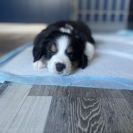 Ditalini - Black tri-color Australian Shepherd puppy in Orlando, Florida from Catalina Aussies