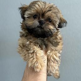 Beautiful Teddy Bear - Cream and white male Shih Tzu puppy in Gilbert, Arizona from 🌗 New Moon Shih Tzu 🌗
