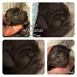 Astrid - Chocolate female Shih Tzu puppy in Maize, Kansas from Air Capital Shih Tzu Puppies