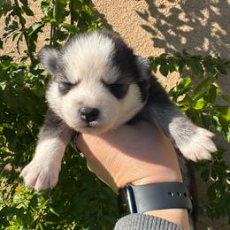 Honey - Silver and white female Pomsky puppy in La Verne, California from Red Cedar Pomskies