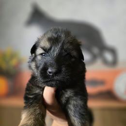 Lyrix- Light Blue Collar Female - Sable female German Shepherd puppy in Hawthorne, Florida from Lace's High Flying German Shepherds And Golden Retrievers