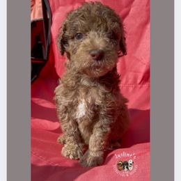 Rocky Road - Merle male Goldendoodle puppy in Sterling, Connecticut from Justine’s Retrievers and Doodles