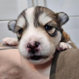 Maple - Tri-color female Pomsky puppy in Southern California, California from SoCal Pomskies LLC