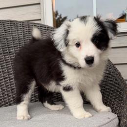 Keebler - Black and white male Border Collie puppy in Lakeview, Michigan from Haven Creek Farm