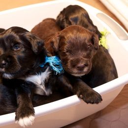 Portuguese Water Dog Puppies from Biddlebrook PWD