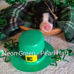 Neon Green - Pearl Hart - Black rust and white female Bernese Mountain Dog puppy in Marion, Indiana from Zarah's Bernese Mountain Dogs