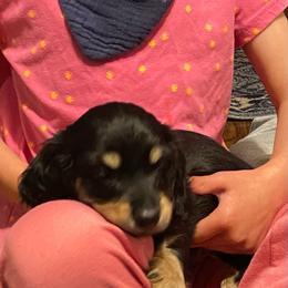 Pepe AKC full rights - Black and tan male Dachshund puppy in Elizabethtown, Kentucky from Teeny Tiny Puppy Tails