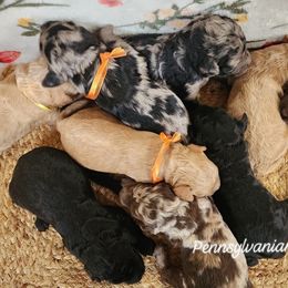 Goldendoodle puppies from Pennsylvanian Puppies