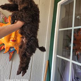 Poodle Puppies from Love chocolate poodles