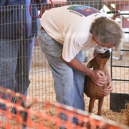 German Pinscher All Grown Up from RiverRAT Barn Hunt