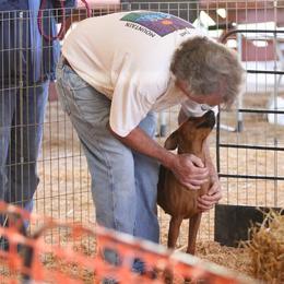 German Pinscher All Grown Up from RiverRAT Barn Hunt