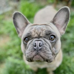 Stella - French Bulldog