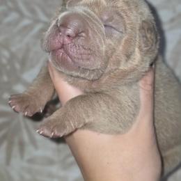 Foxy - Isabella dilute male Chinese Shar-Pei puppy in Salem, Ohio from WrinkleMonsters