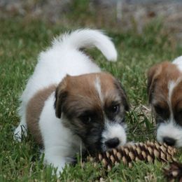 Brittanys and Russell Terriers from Falling Branch Terriers