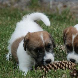 Brittanys and Russell Terriers from Falling Branch Terriers