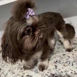 Shih Tzu Puppies from Mosley Kennel Shih Tzu