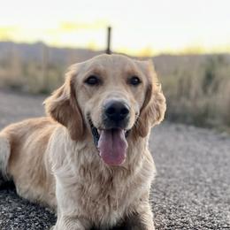 Goldie - Golden Retriever