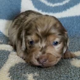 Alvin - Chocolate and cream male Dachshund puppy in Ballinger, Texas from Missy’s Mini Dachshunds