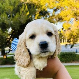 Ethan - Buff male Cocker Spaniel puppy in Santa Ana, California from American Cocker Spaniel