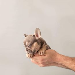 French Bulldog Puppies from Baker Built Frenchies