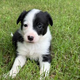 Patch-1300 - Black and white male Border Collie puppy in Nashville, Arkansas from Whisenhunt Farms
