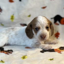 Dachshund Puppies from ATR Dachshunds