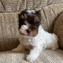 Sonny - Chocolate, tan and white male Yorkshire Terrier puppy in Carleton, Michigan from Jo Smallwood