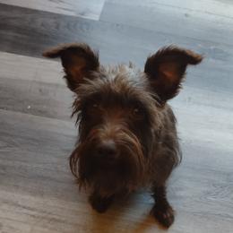 Evie - Miniature Schnauzer
