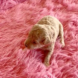 Pink - Cream female Assorted Doodle Crosses puppy in Mt Pleasant, Texas from Hippdoodranch
