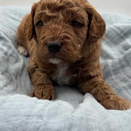 Lane - Red  male Goldendoodle puppy in Loveland, Colorado from Littledoodles2love