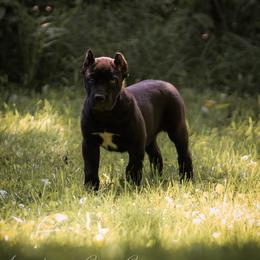 Maverick - Black male Cane Corso puppy in Cable, Ohio from Americana Cane Corso