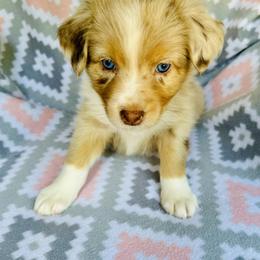 Australian Shepherd Puppies from Jo’s Aussies