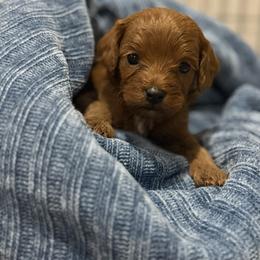 Cavapoo Puppies from Country Club Cavapoos